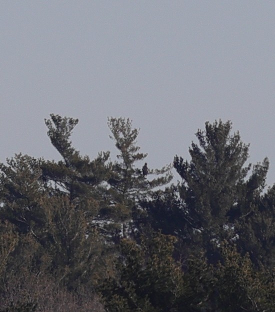 Steller's Sea-Eagle - ML397522001