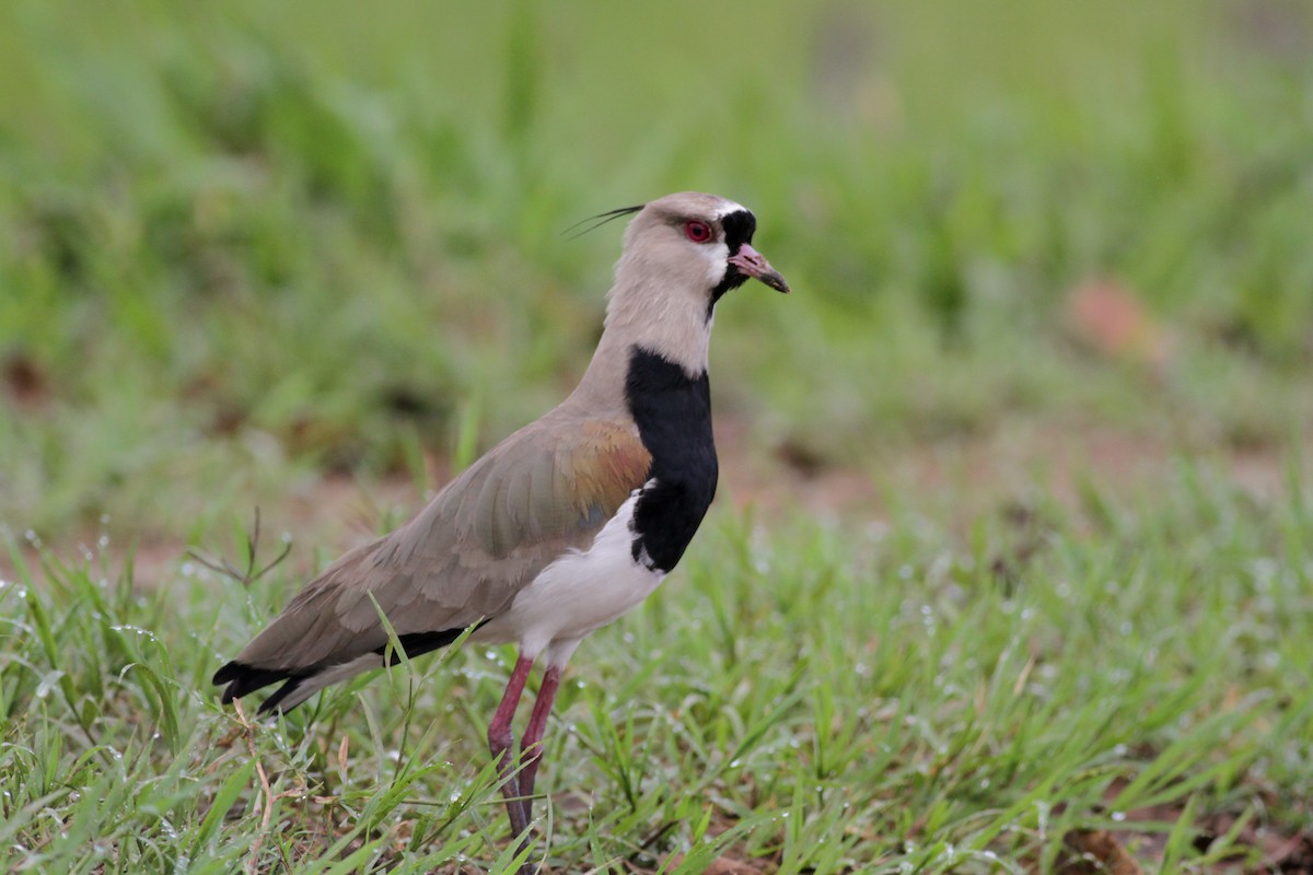 Southern Lapwing (cayennensis) - Jay McGowan