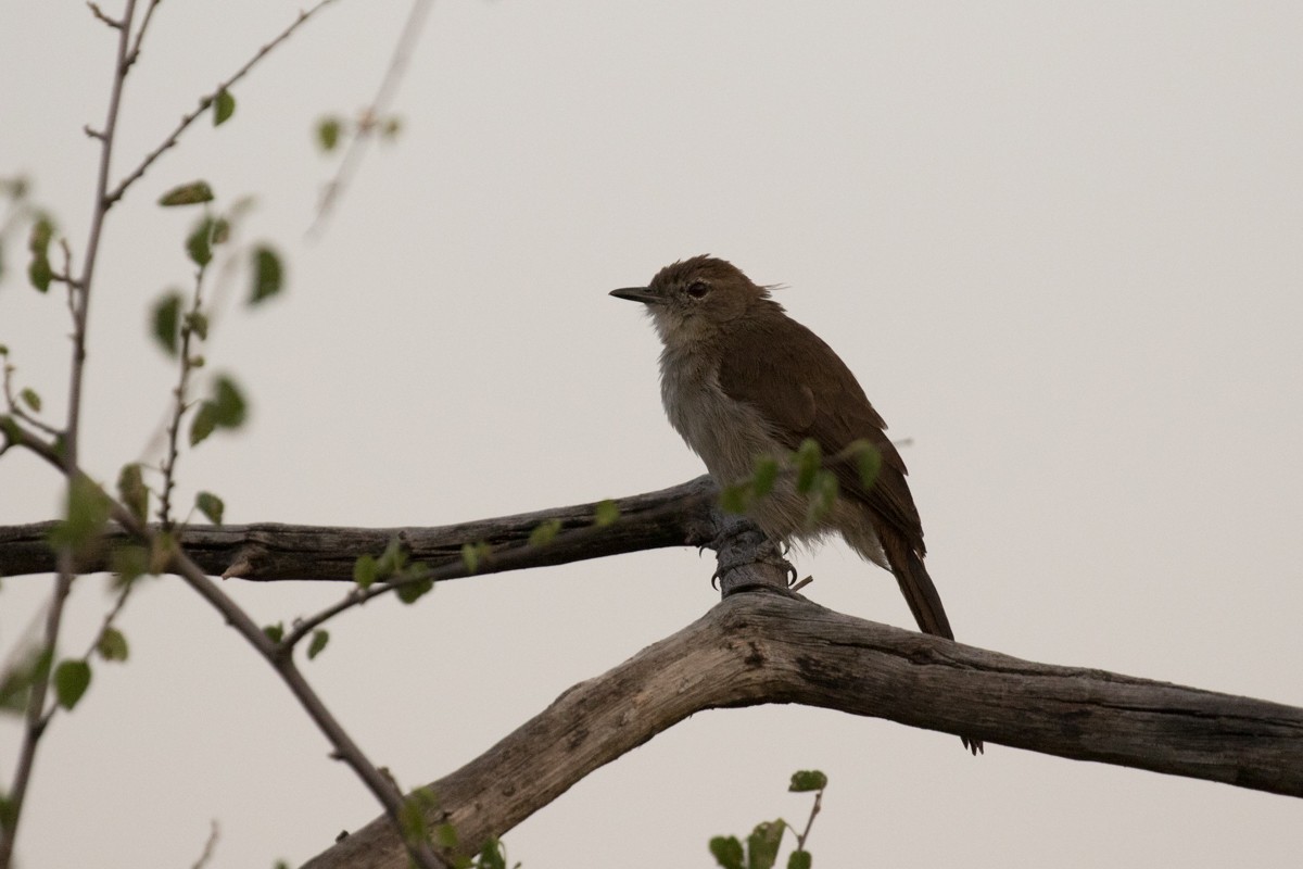 Northern Brownbul - ML397523481