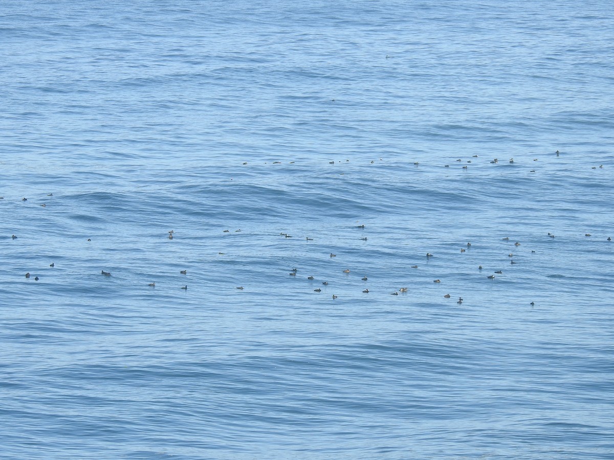 Surf Scoter - ML397523881