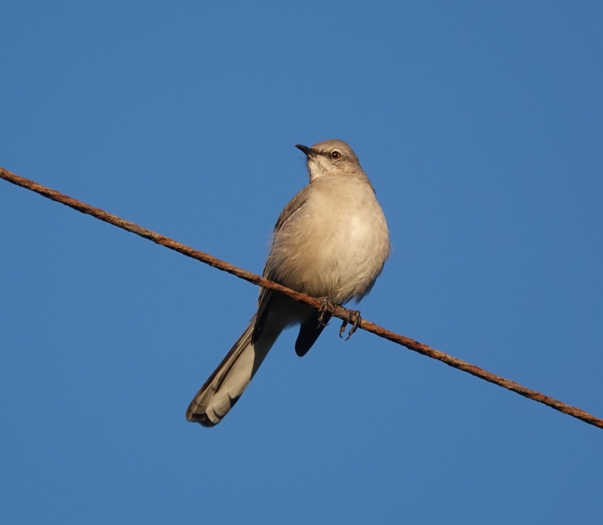 Northern Mockingbird - ML397524181