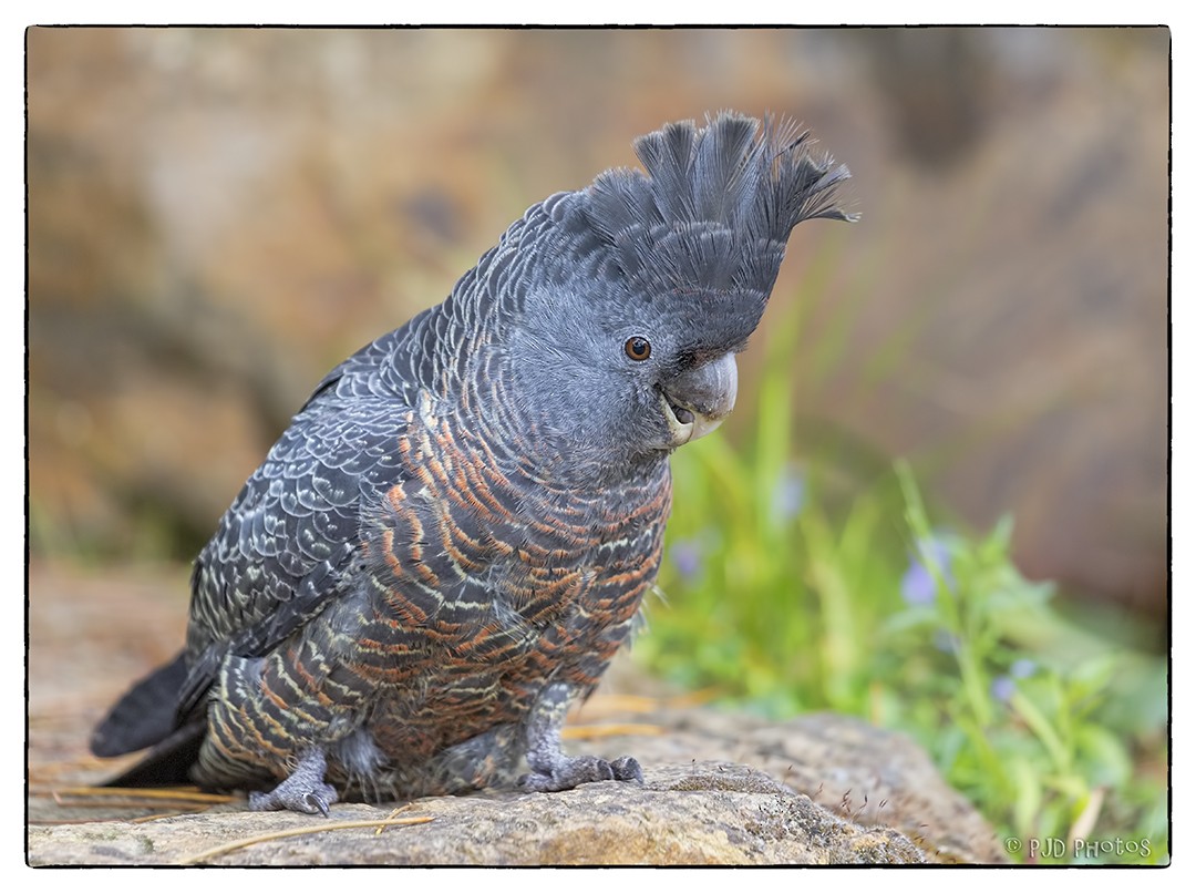 Gang-gang Cockatoo - ML39752471