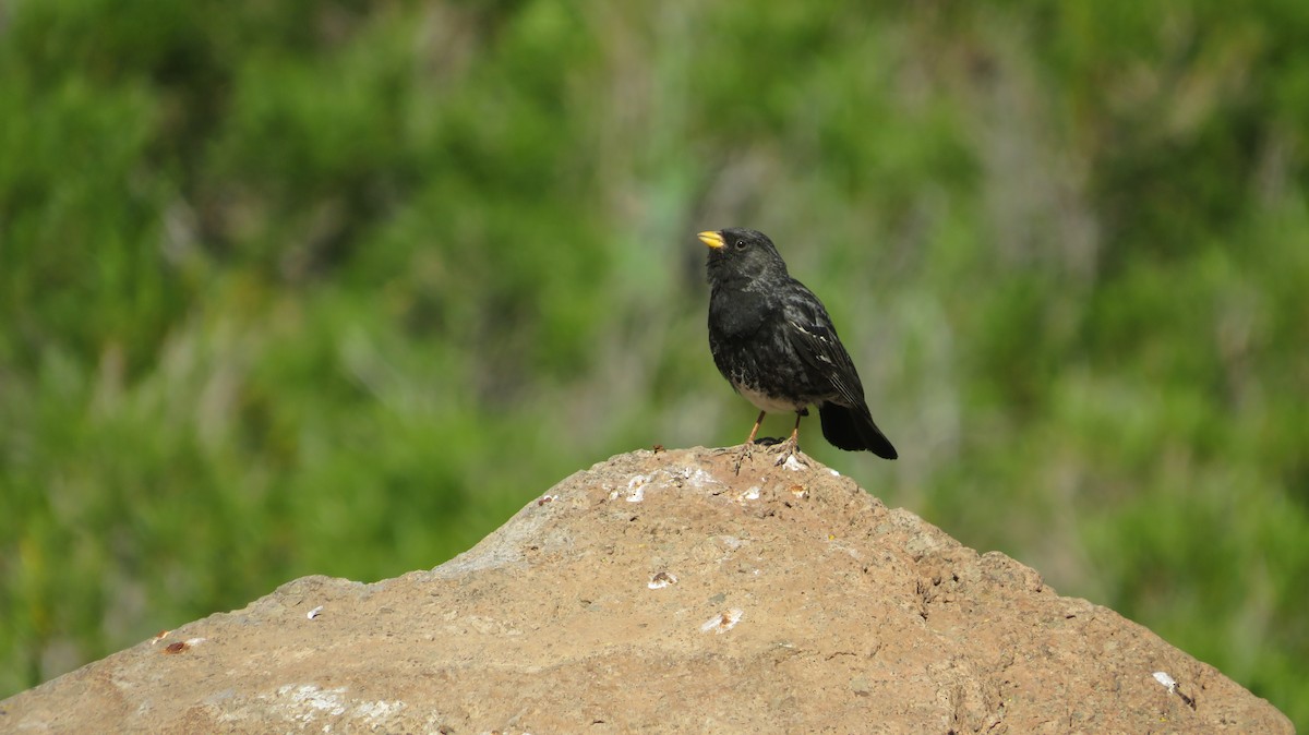 Mourning Sierra Finch - ML397526061