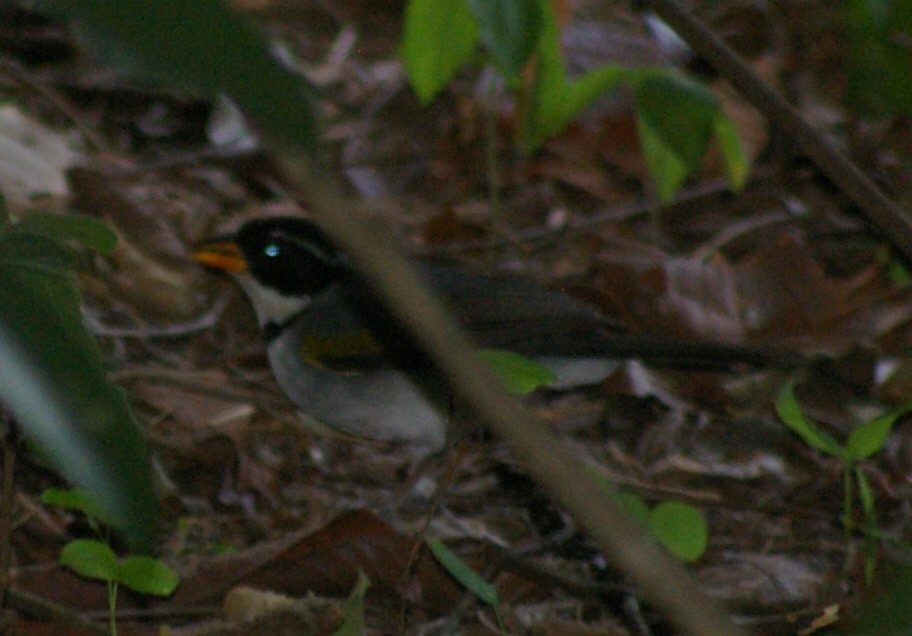 Saffron-billed Sparrow - ML39752801