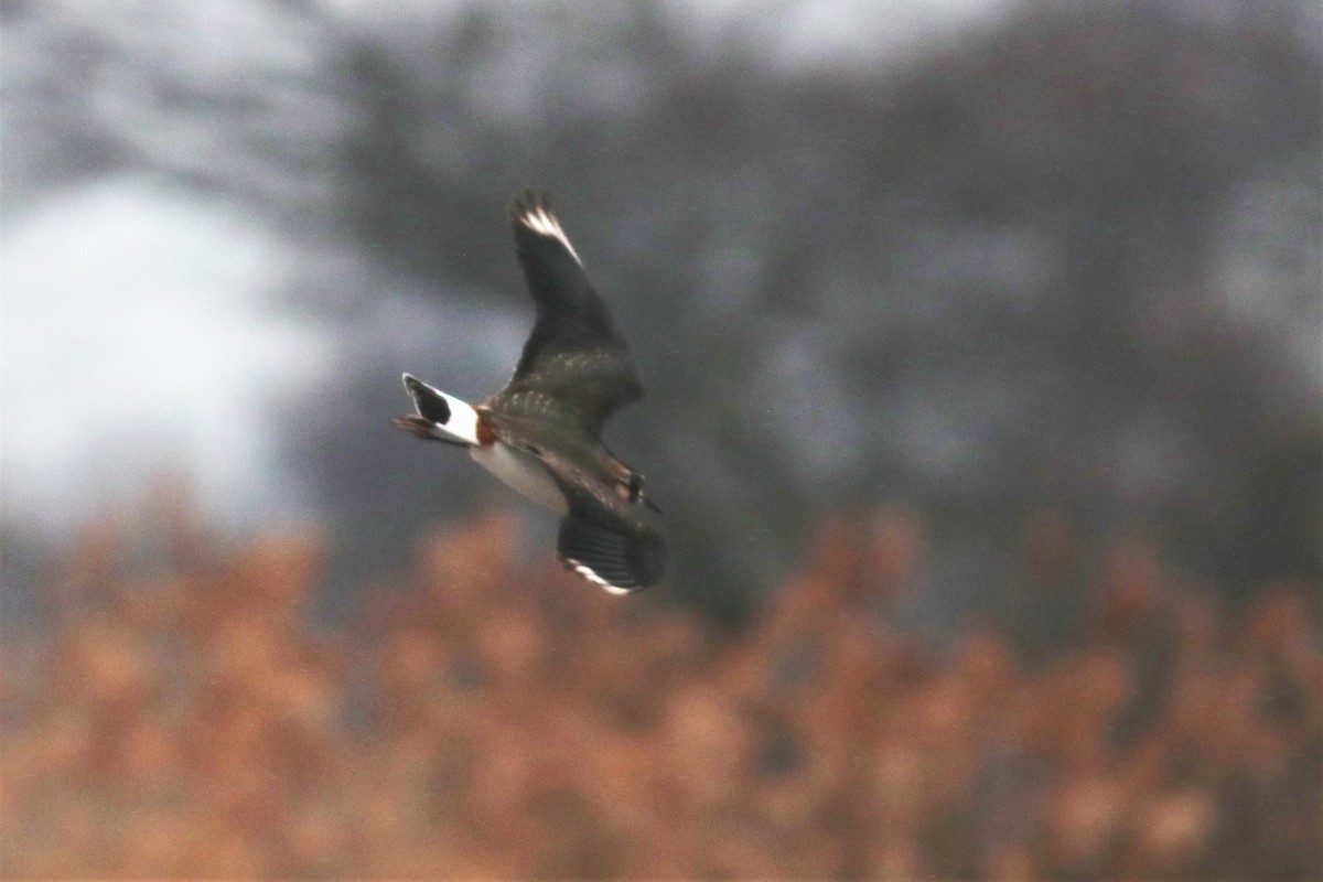 Northern Lapwing - ML397536951