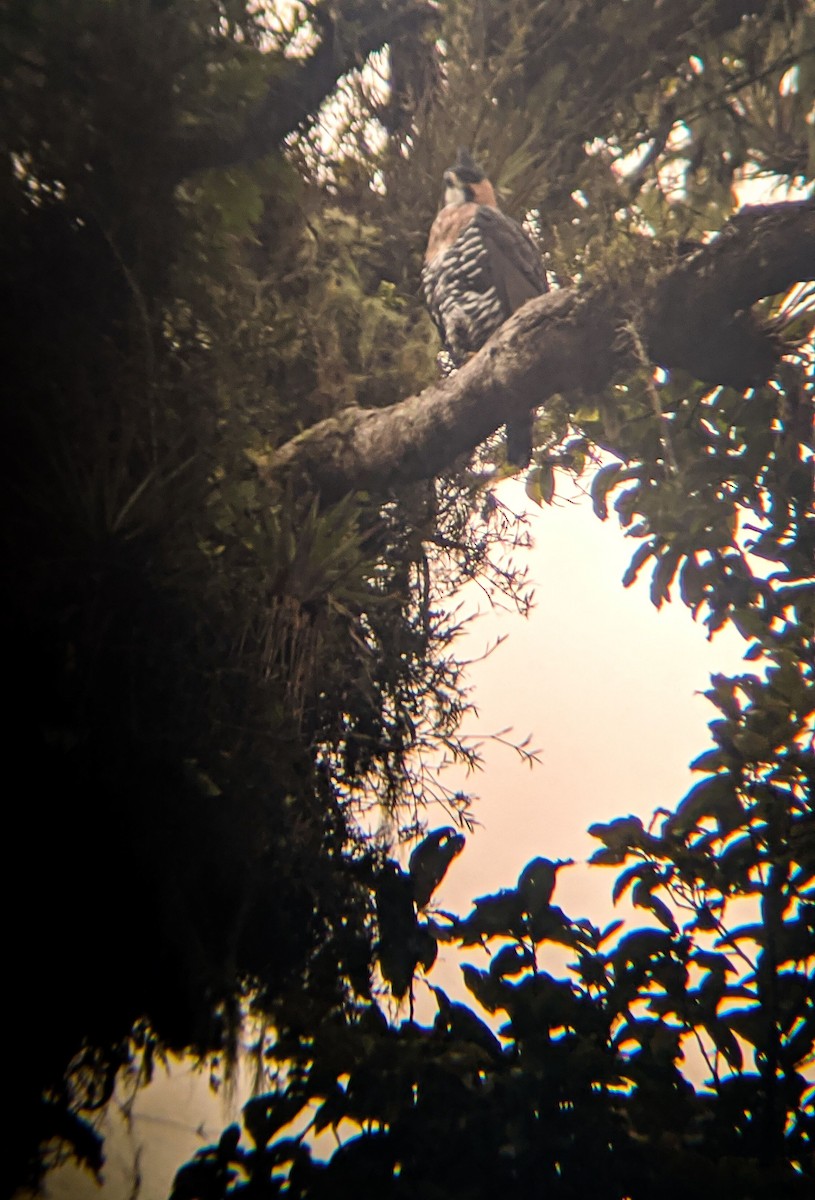 Ornate Hawk-Eagle - Teylor Redondo