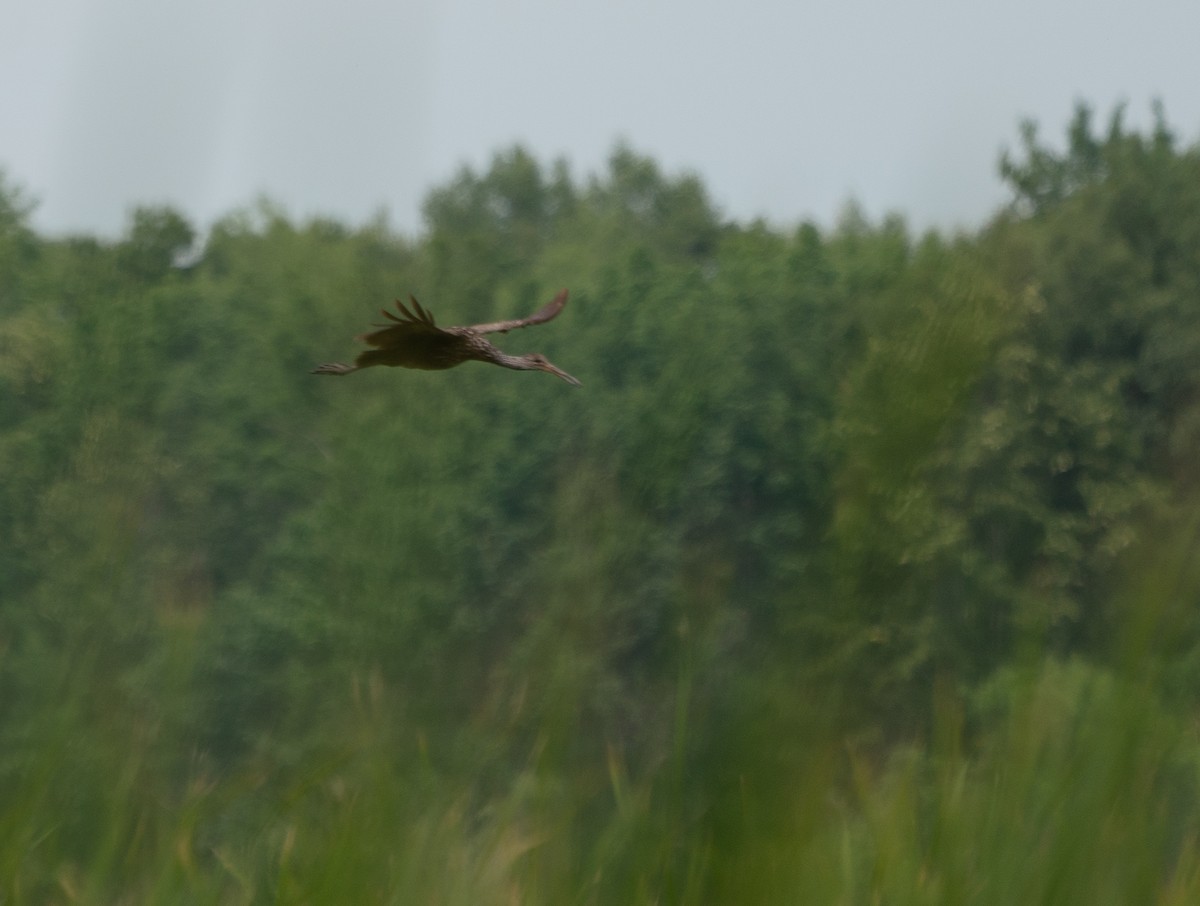 Turnayelvesi - ML397538361