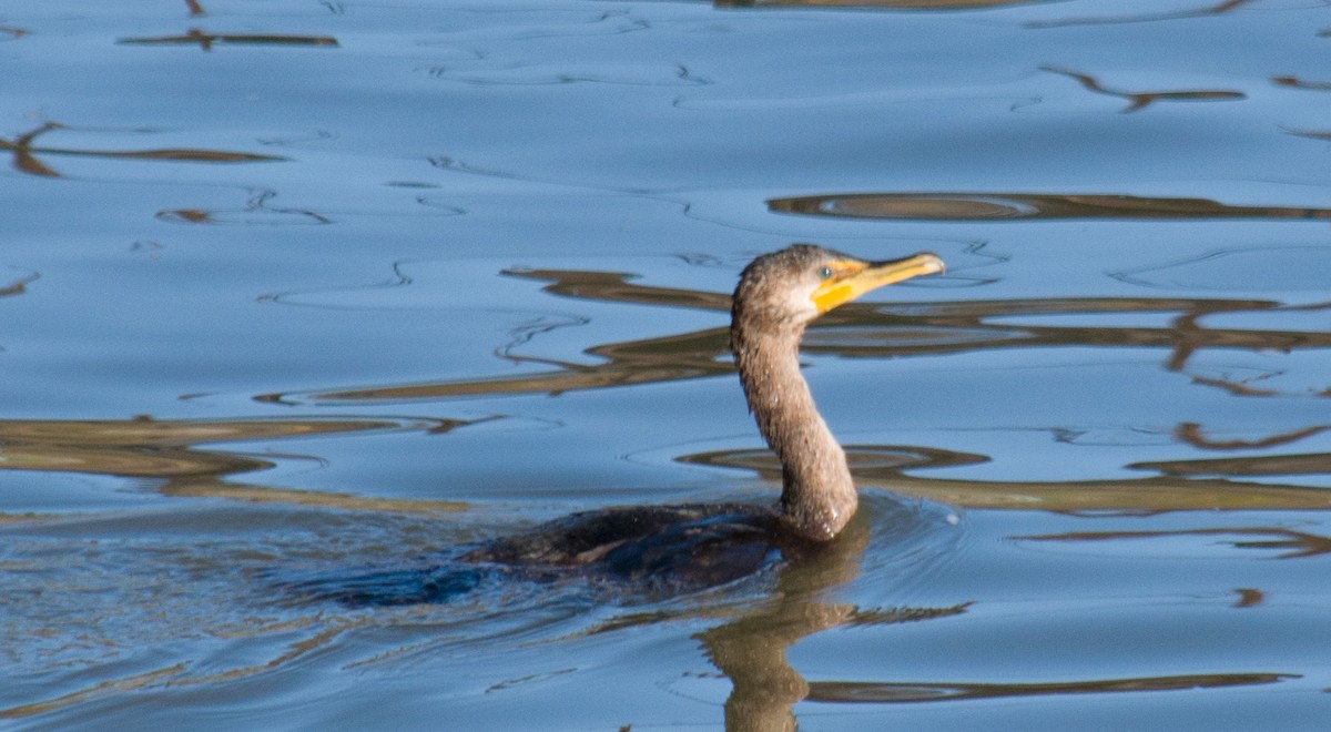 Double-crested Cormorant - Kevin Faccenda