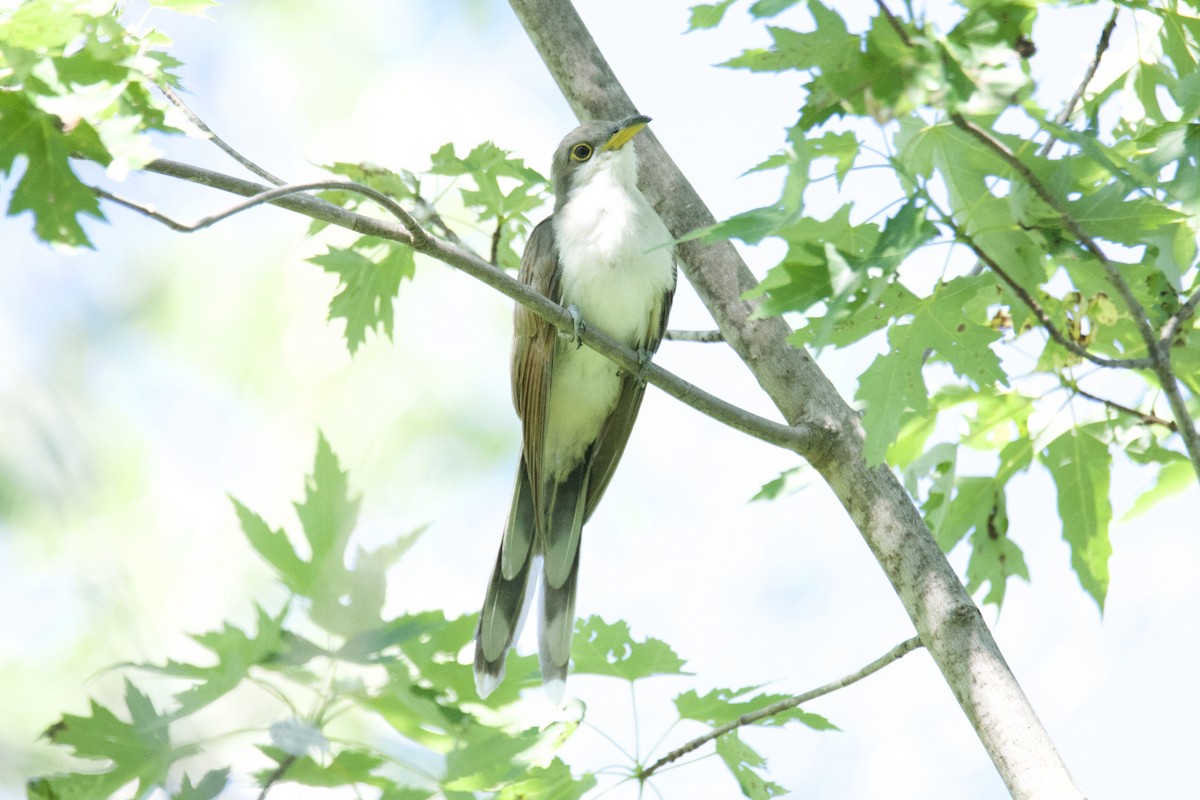 Kukutxo mokohoria - ML397539221