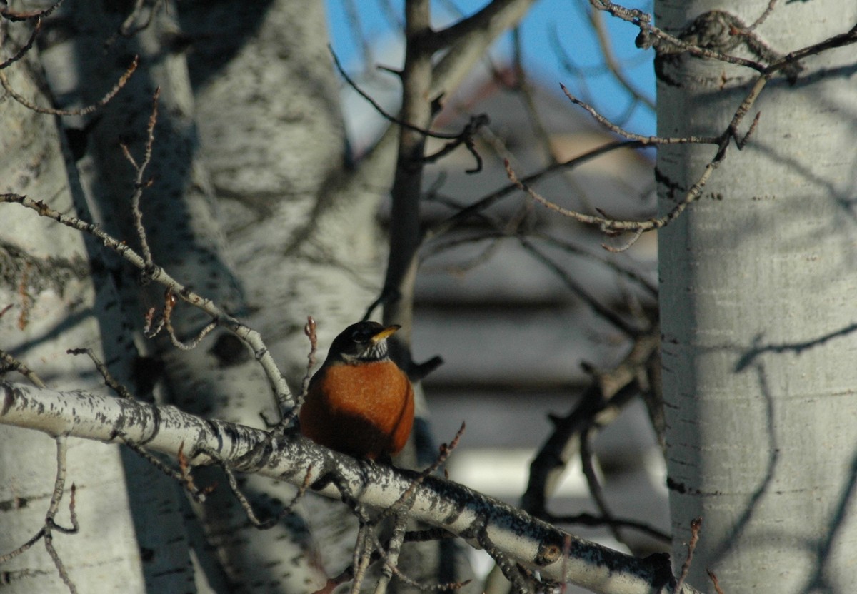 American Robin - ML39754031