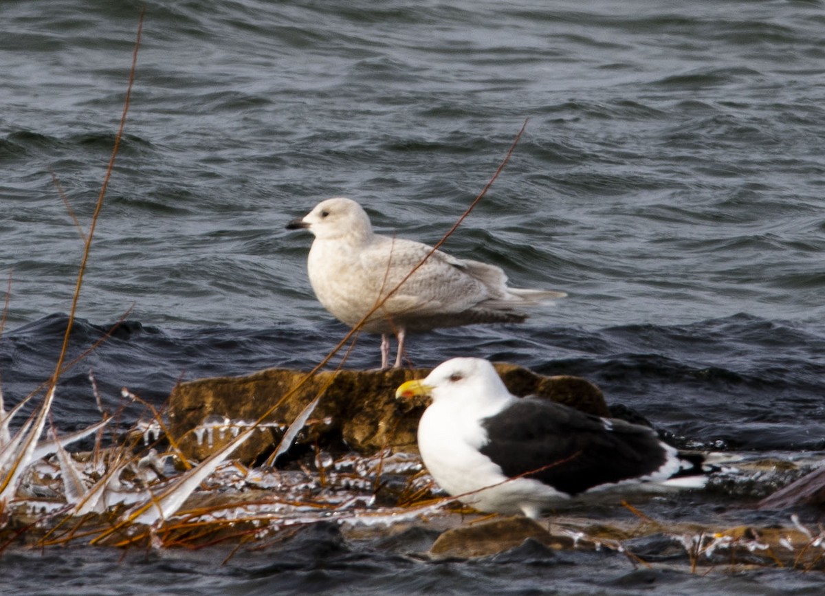 Iceland Gull - John Peckham