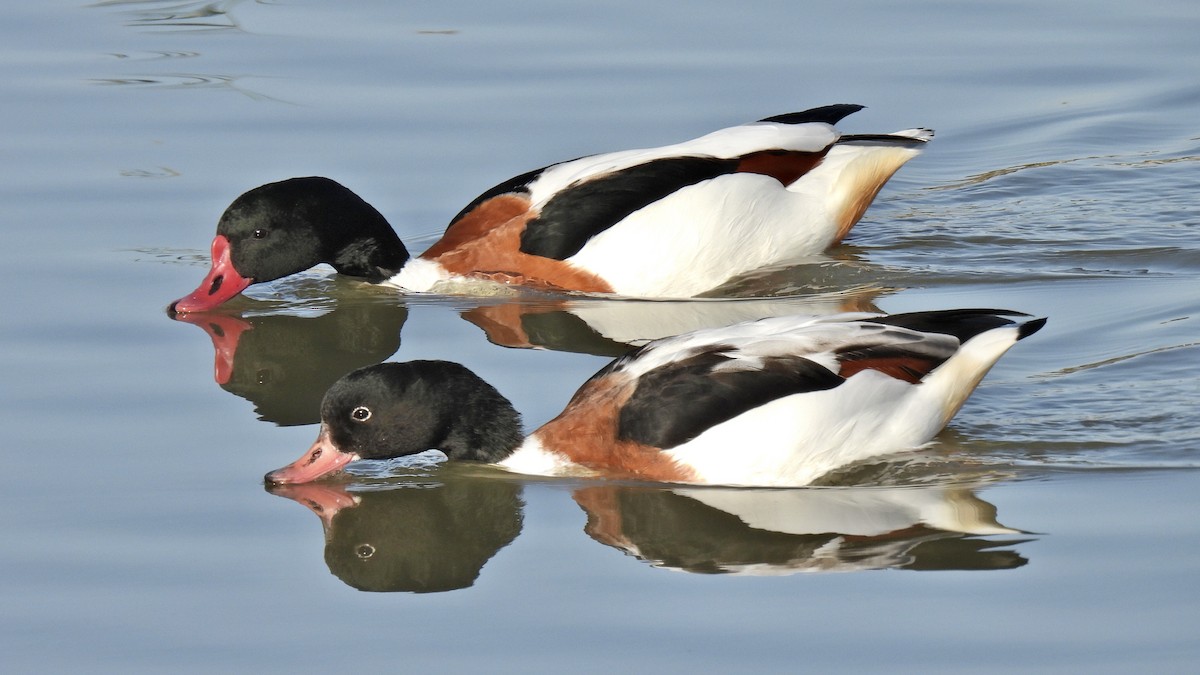 Common Shelduck - Christopher Barker