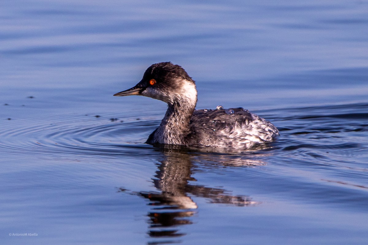 Eared Grebe - Antonio M Abella