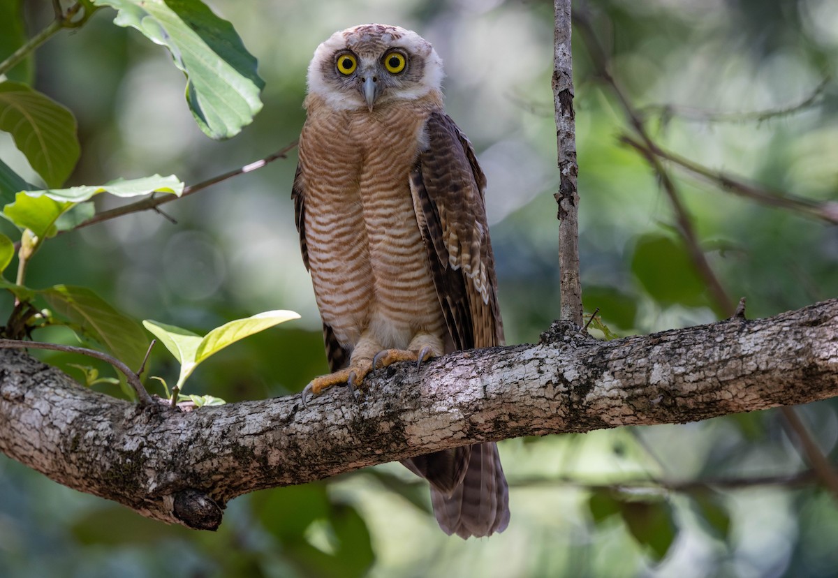 Rufous Owl - ML397543361