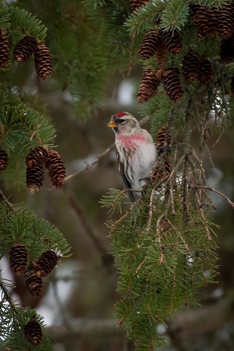 Common Redpoll - ML397543451