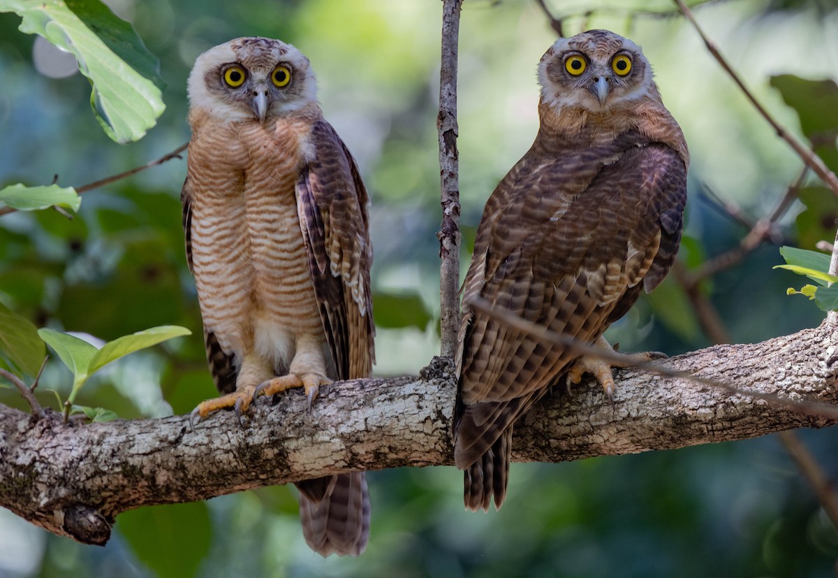 Rufous Owl - ML397543491