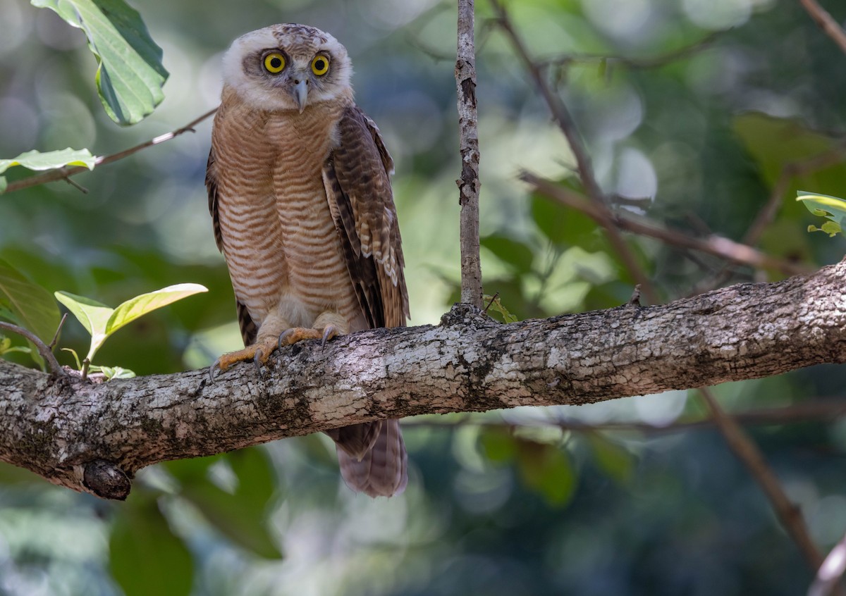 Rufous Owl - ML397544221