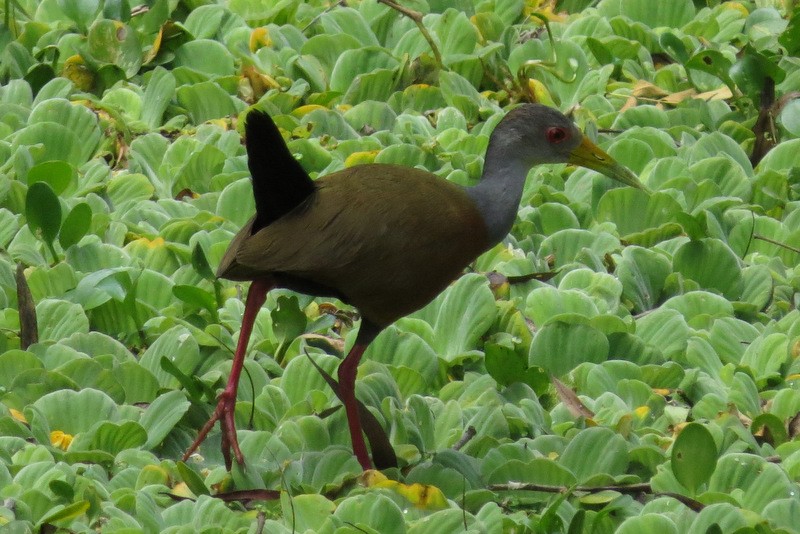 Gray-cowled Wood-Rail - ML39754441