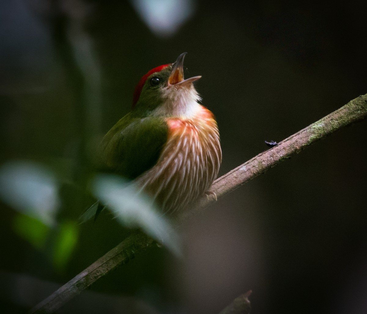 Striolated Manakin - ML397544551