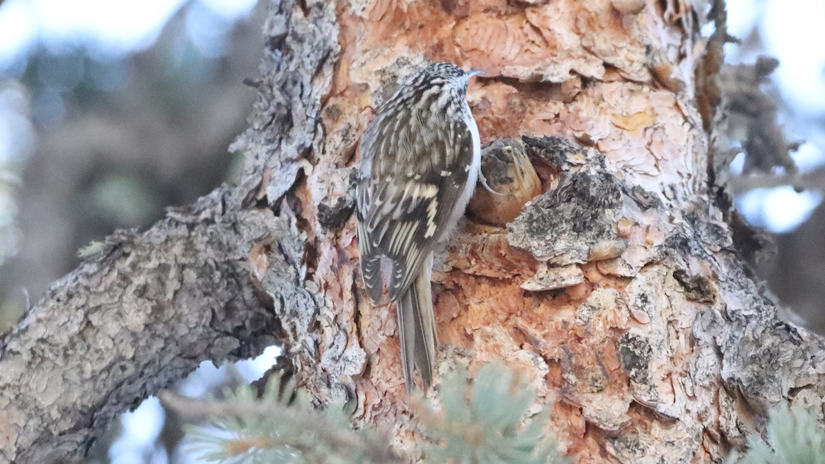 Brown Creeper - ML397545751