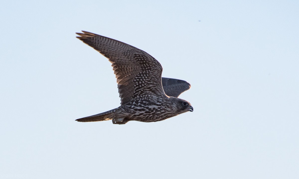 Gyrfalcon - ML39754641