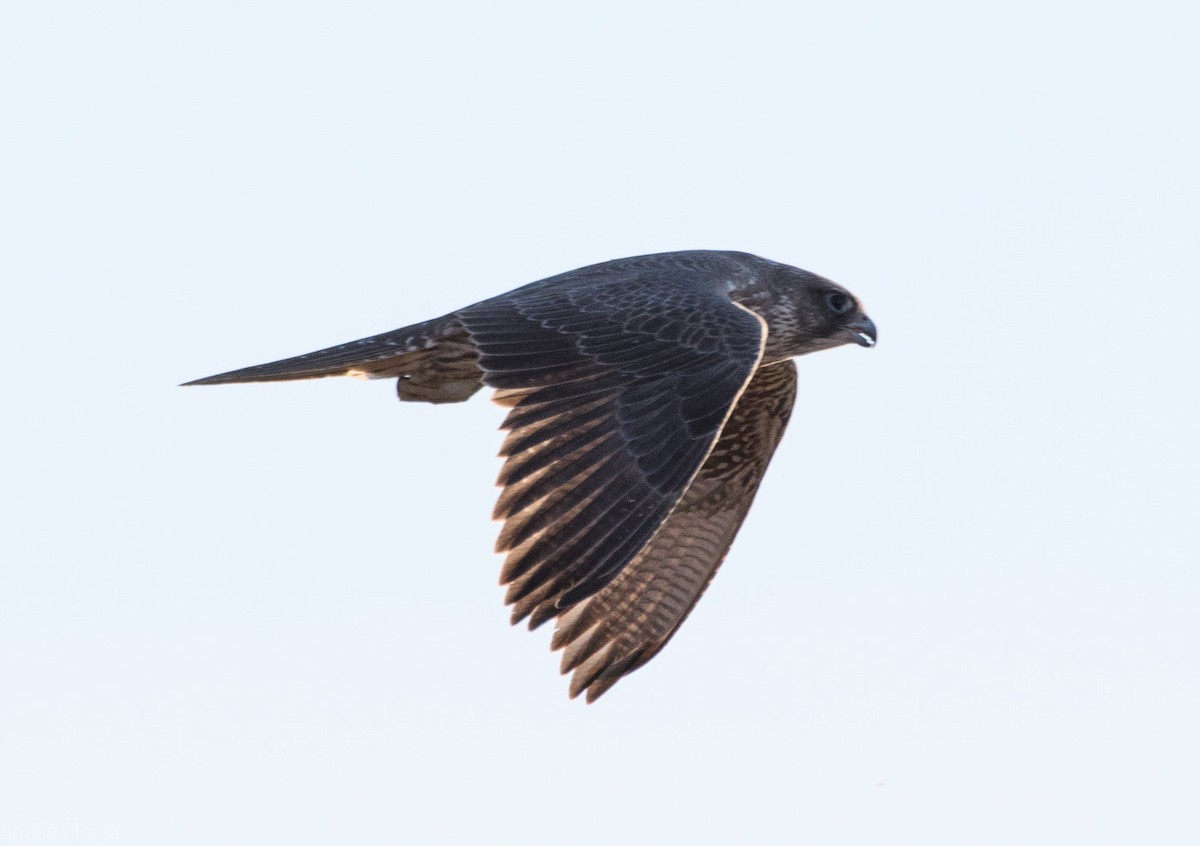 Gyrfalcon - ML39754661