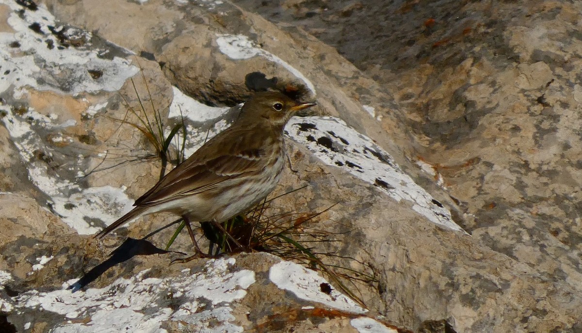 Water Pipit - ML397546721