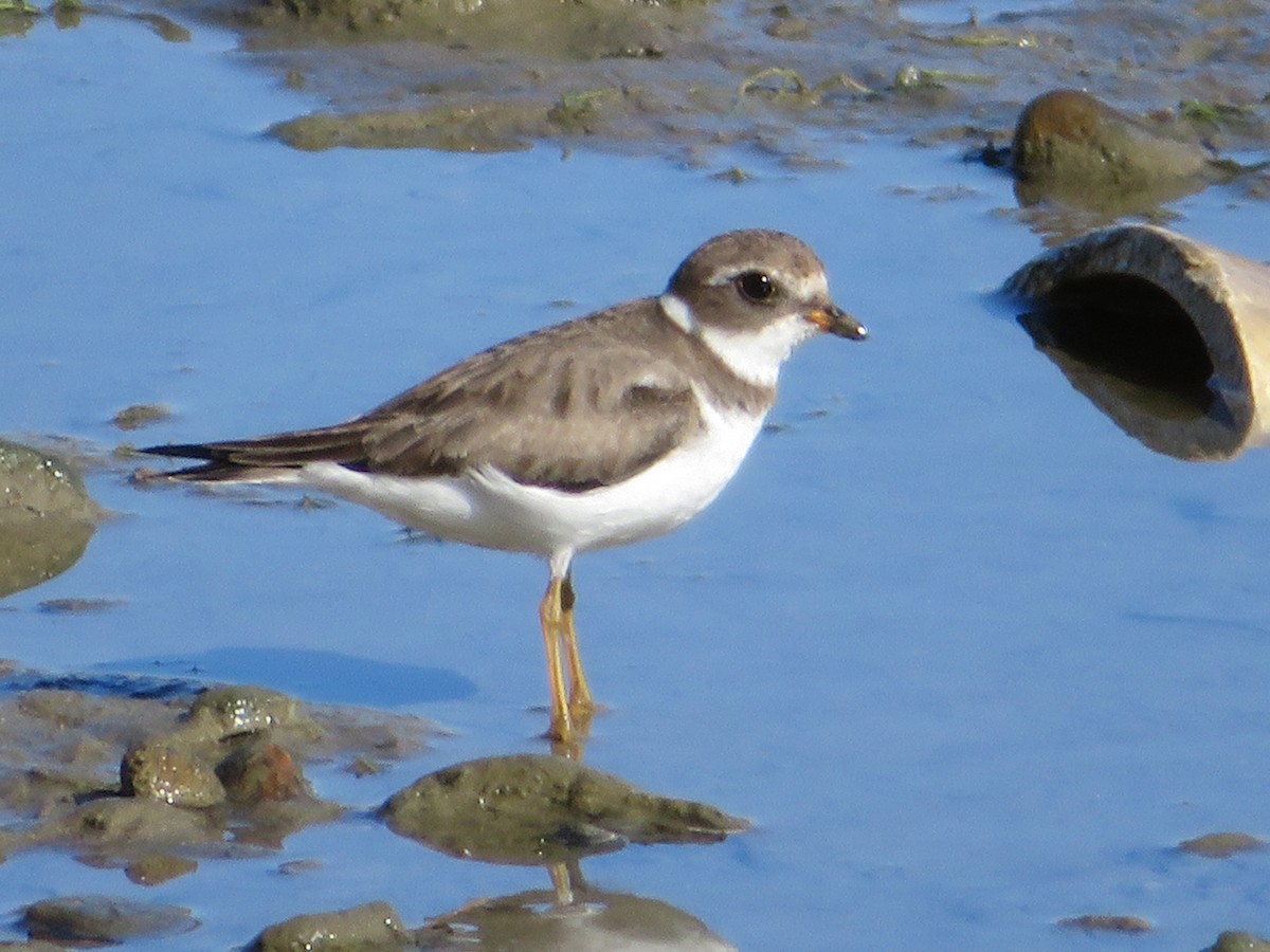 Semipalmated Plover - Kat Avila