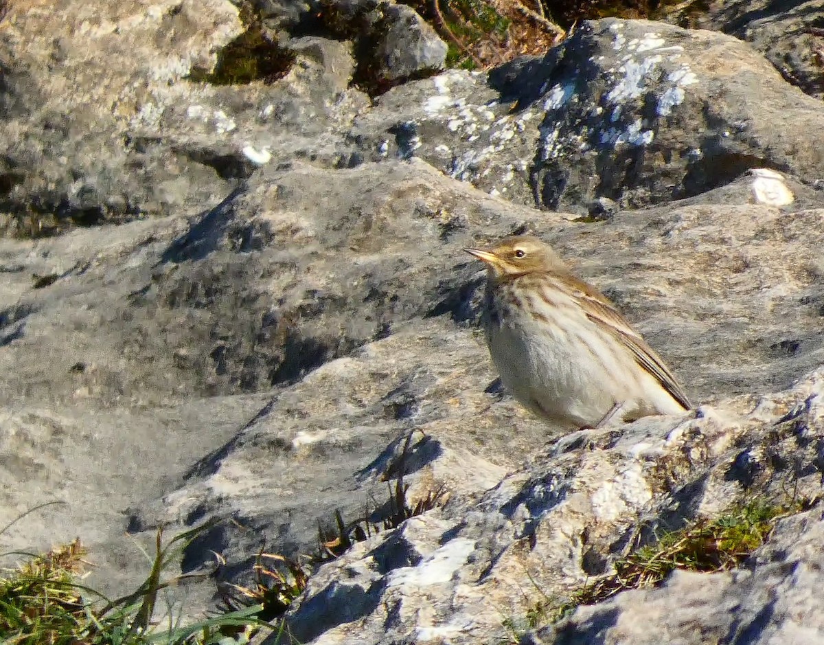 Water Pipit - ML397547711