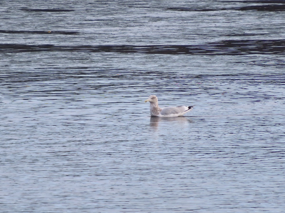 Herring Gull - Sara Griesemer