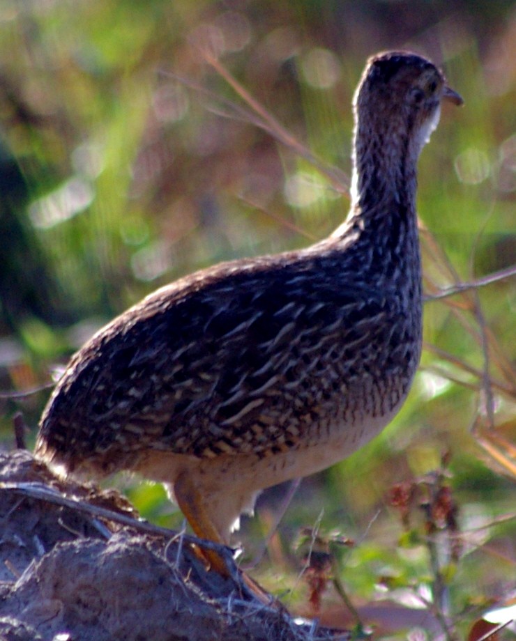 White-bellied Nothura - Kent Miller