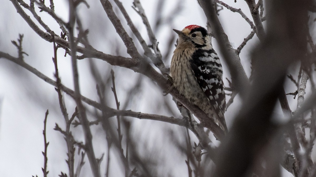 Lesser Spotted Woodpecker - ML397549881