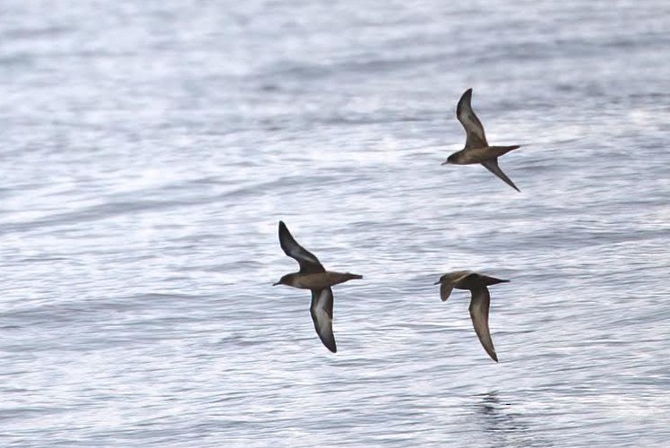 Short-tailed Shearwater - ML397550971