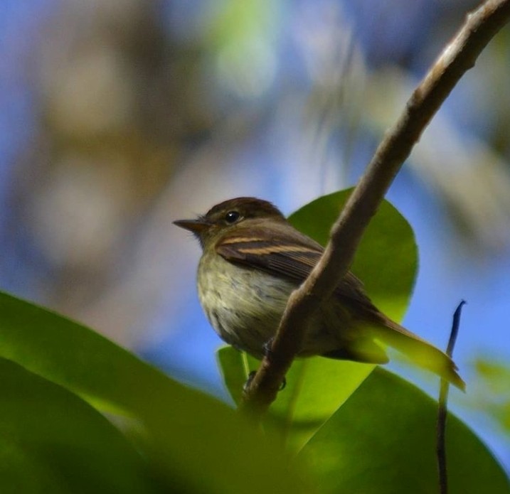 Euler's Flycatcher - ML397551511