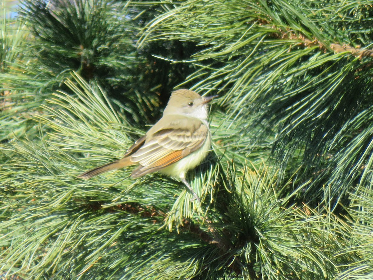 Ash-throated Flycatcher - ML397552581