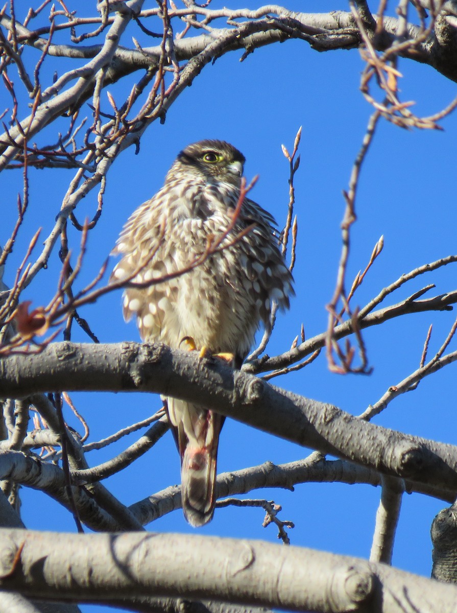 Merlin - ML397553491