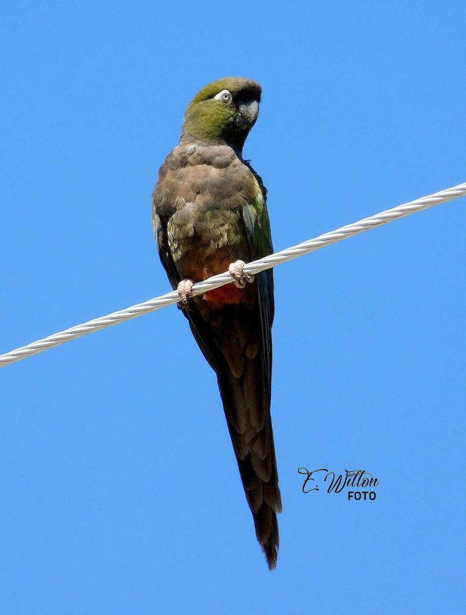 Burrowing Parakeet - ML397555311