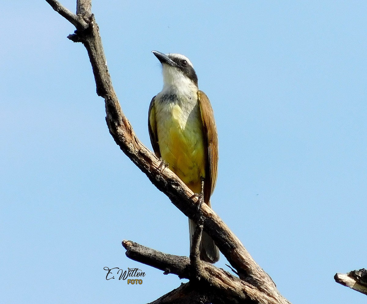 Great Kiskadee - ML397555571