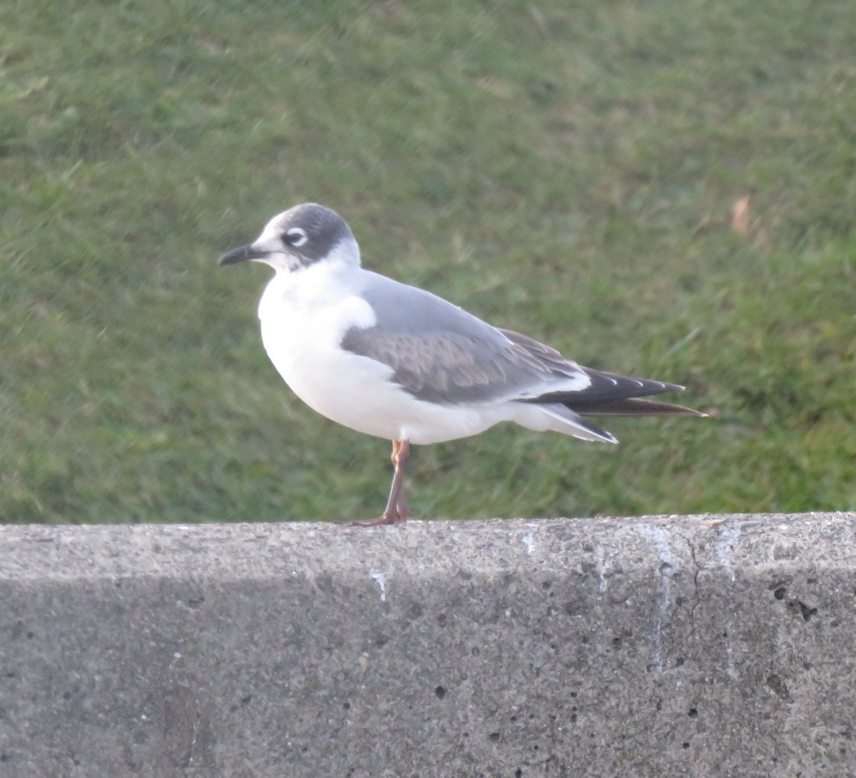 Franklin's Gull - ML397555861