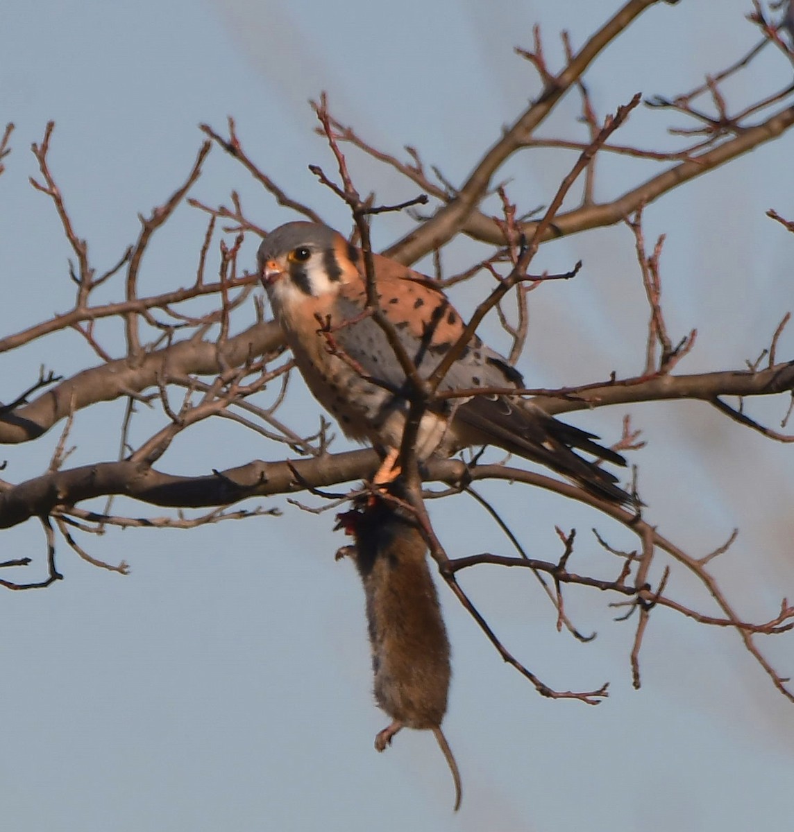 American Kestrel - ML397556481