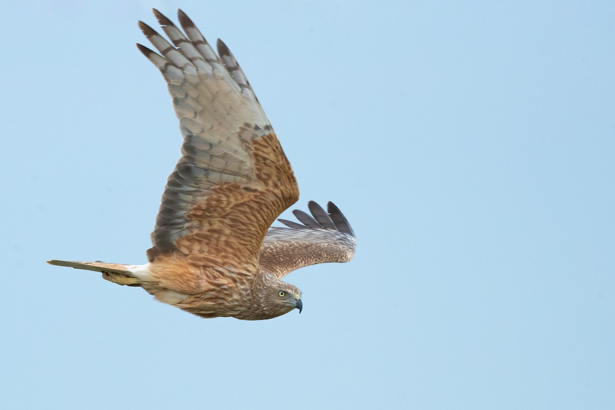 Swamp Harrier - ML397556691