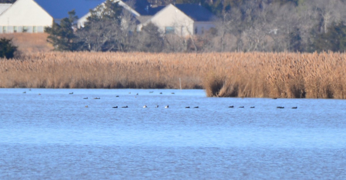 Canvasback - ML397556921