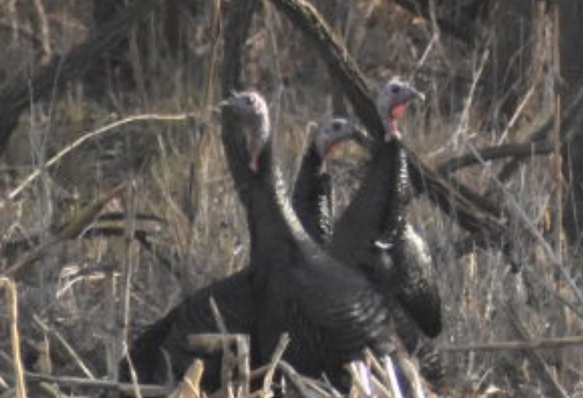 Wild Turkey - ML397560501