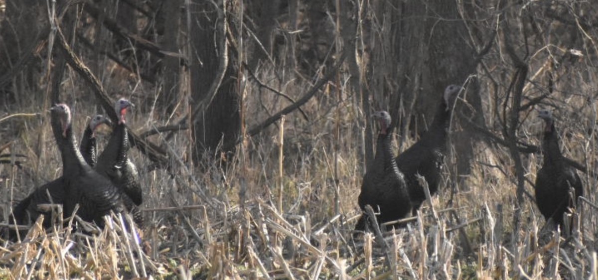 Wild Turkey - ML397560521