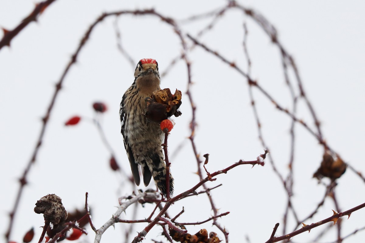 Lesser Spotted Woodpecker - ML397560771
