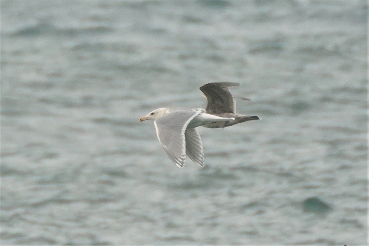 Glaucous-winged Gull - ML397560921