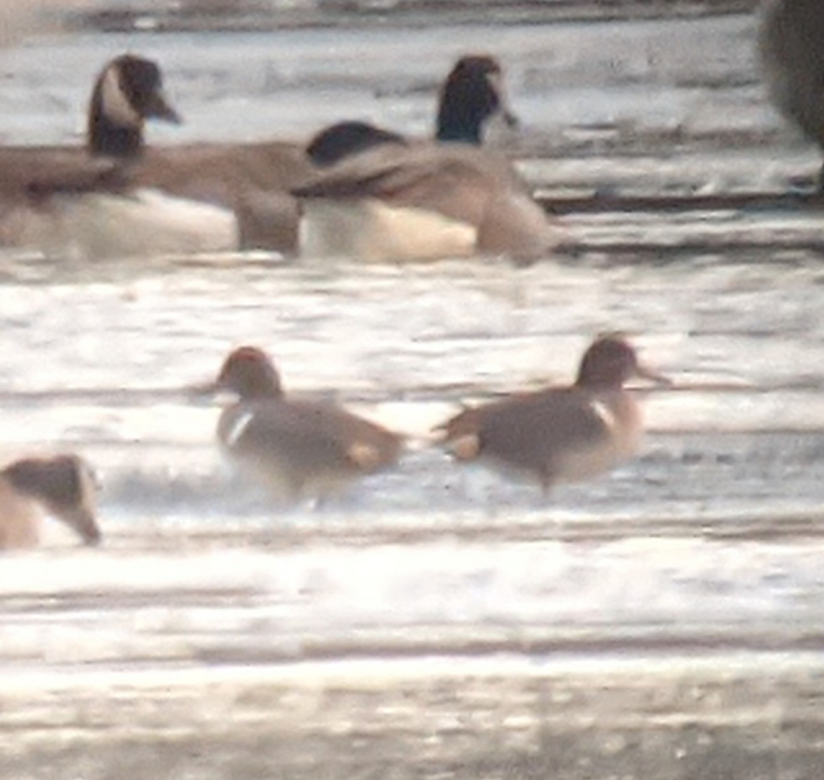 Green-winged Teal - ML397561451