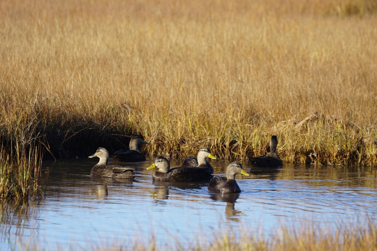 Canard noir - ML39756191