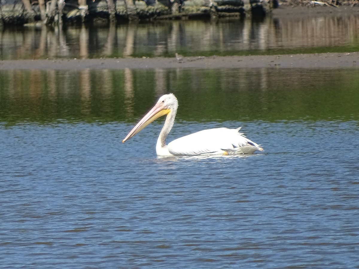 American White Pelican - Alfonso Auerbach