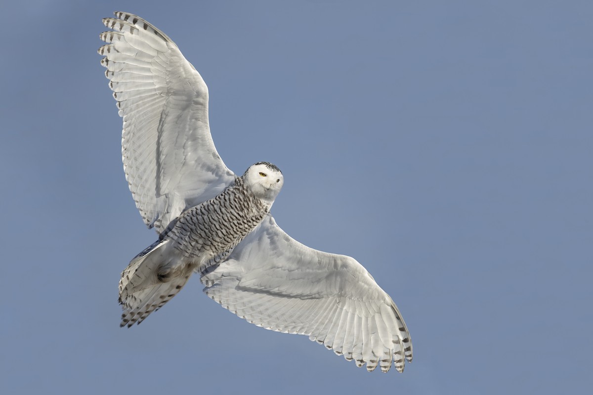 Snowy Owl - ML397564061